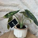 Alocasia dragon scale mint, Huis en Inrichting, Kamerplanten, Ophalen of Verzenden, Halfschaduw, Minder dan 100 cm