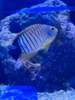 Koralen tegen hobby prijzen, Dieren en Toebehoren, Vissen | Aquariumvissen, Overige typen