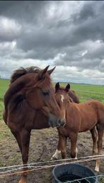KWPN fokmerrie/ Weidemaatje – Heatrow x Casimo Z x Lupicor, Dieren en Toebehoren, Paarden, Merrie, 165 tot 170 cm, Springpaard