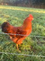 Raszuivere New Hampshire haan, Dieren en Toebehoren, Pluimvee, Meerdere dieren, Kip