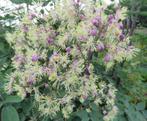Vaste plant : Thalictrum Elin 5 euro, Tuin en Terras, Planten | Tuinplanten, Volle zon, Vaste plant, Zomer, Ophalen