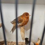 Agaat rode kanarie, Vrouwelijk, Kleurkanarie