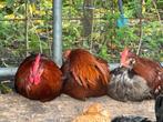 Kleurlegger hanen, Dieren en Toebehoren, Pluimvee, Mannelijk, Kip