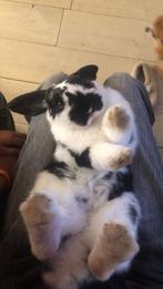 Nederlandse hangoor dwerg konijntje, Dieren en Toebehoren, Konijnen, Mannelijk, Dwerg, Hangoor, 0 tot 2 jaar
