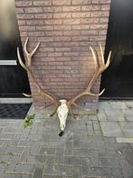 edelhert schedel met onderkaak., Verzamelen, Ophalen of Verzenden, Nieuw, Hert, Schedel