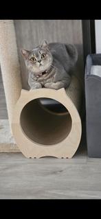 Bella britse korthaar, Dieren en Toebehoren, Poes