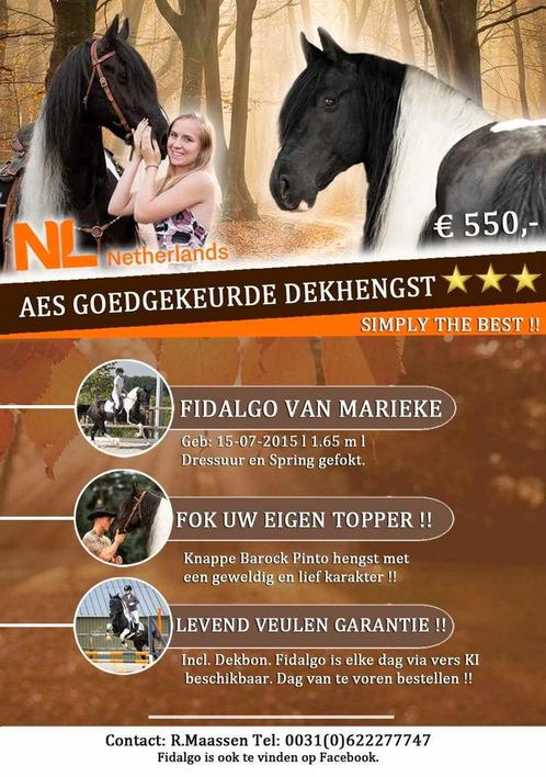 AES Goedgekeurde Barock Pinto hengst. Levend veulen garantie, Dieren en Toebehoren, Paarden en Pony's | Dekhengsten en Fokmerries