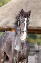 Prachtig shire merrie veulen, Dieren en Toebehoren, Paarden, Merrie, 175 cm of meer, Gechipt, Dressuurpaard