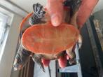 Roodbuik spitskop schildpad, Dieren en Toebehoren, Reptielen en Amfibieën, Schildpad, 3 tot 6 jaar