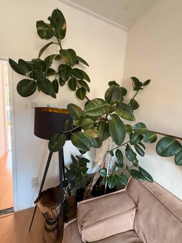 Groot Rubberplant/ Ficus Elastica in pot beschikbaar voor biedingen