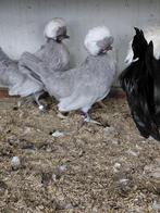 Hennetjes 2025 van de Hollandse Kuifhoenkriel, Dieren en Toebehoren, Vrouwelijk, Kip