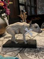 Opgezet jong zwijntje, Februari, Geslacht onbekend