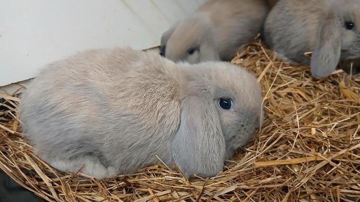 Lieve jonge NHD kleur isabella (Nederlandse Hangoordwergjes), Dieren en Toebehoren, Konijnen, Dwerg, Meerdere dieren, 0 tot 2 jaar