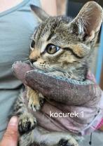 Kitten weesjes gratis af te halen, Dieren en Toebehoren, Katten en Kittens | Raskatten | Korthaar, Meerdere dieren, Ontwormd, 0 tot 2 jaar