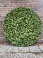 Mosschilderij, Ophalen, Nieuw