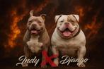 Amercian bully pups, Dieren en Toebehoren, Honden | Bulldogs, Pinschers en Molossers, Overige rassen, CDV (hondenziekte), 8 tot 15 weken