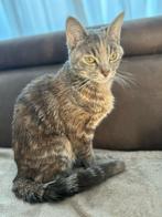 Knap poezenvrouwtje zoekt kater voor dekking, 0 tot 2 jaar
