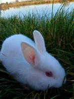 Baby konijnen 10+ weken oud, Dieren en Toebehoren, Konijnen, Meerdere dieren, 0 tot 2 jaar