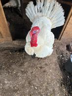Scharrel kalkoen vleeskalkoen breedborst/bronskalkoen, Dieren en Toebehoren, Pluimvee, Meerdere dieren, Kalkoen