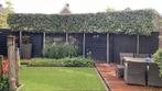 Leibomen ACTIE! Lei olijfwilg - Elaeagnus ebbingei lei boom, Tuin en Terras, Planten | Bomen, Ophalen of Verzenden, Zomer, Volle zon