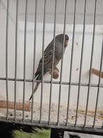 Blackface split bw pop , schitterende vogel, Dieren en Toebehoren, Vogels | Parkieten en Papegaaien, Vrouwelijk, Parkiet, Geringd