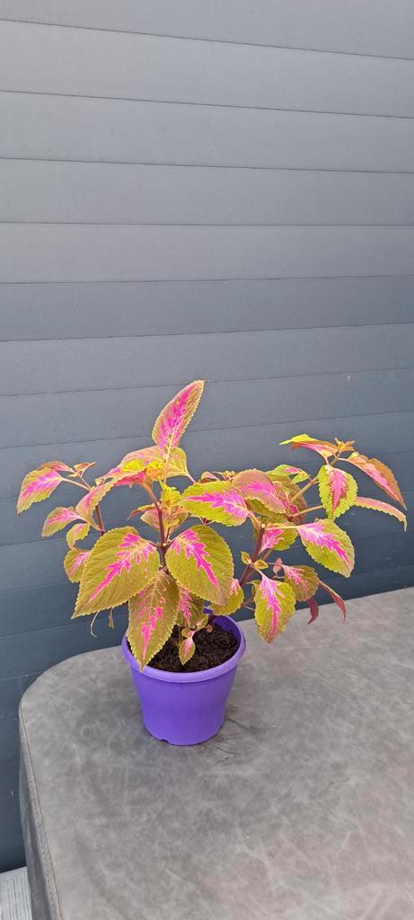 Siernetel (Coleus) planten met opvallende rode bladeren., Huis en Inrichting, Kamerplanten, Overige soorten, Minder dan 100 cm