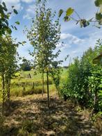 Lindebomen grote maten 18-20 cm stamomtrek, Ophalen, Volle zon