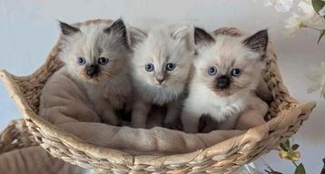 Siberische kitten nest Neva Masquerade  beschikbaar voor biedingen