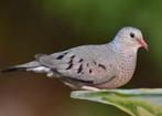 Musduiven, Dieren en Toebehoren, Mannelijk, Tropenvogel
