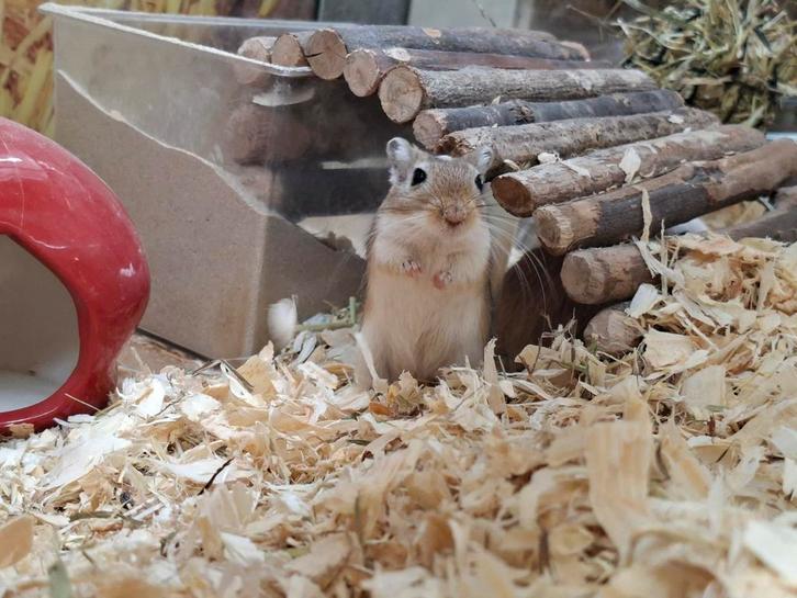 Hele leuke gerbil vrouwen, Dieren en Toebehoren, Knaagdieren, Vrouwelijk, Overige typen, September