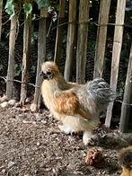 Gratis zijdehoen haan, Dieren en Toebehoren, Pluimvee, Mannelijk, Kip