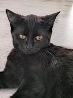 kruising kitten brit en ???, Dieren en Toebehoren, Katten en Kittens | Raskatten | Korthaar, Poes, Ontwormd, 0 tot 2 jaar