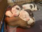 🐾Prachtige Amerikaanse Stafford pups te koop🩷🩵, Dieren en Toebehoren, België, Particulier, 8 tot 15 weken, Parvo