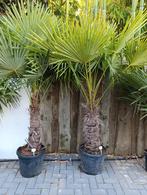 Palmbomen winterhard trachycarpus fortunei, Tuin en Terras, Planten | Bomen, Ophalen, Zomer, Volle zon, Palmboom