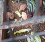 Kwartels, Mei, Meerdere dieren