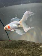 Mannelijke Sluierstaart., Vis, Zoetwatervis