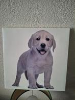 Schilderij labrador retriever 28x28, Minder dan 50 cm, Gebruikt, Ophalen of Verzenden, Schilderij