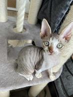 Devon Rex Boy, Dieren en Toebehoren, Kater, Gechipt, 0 tot 2 jaar