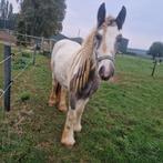 Tinker/irish cob merrie, Dieren en Toebehoren, Merrie, E pony (1.48m - 1.57m), Gechipt, 0 tot 2 jaar