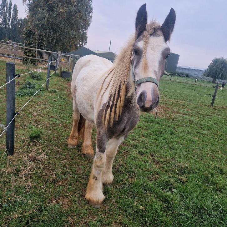 Tinker/irish cob merrie, Dieren en Toebehoren, Pony's, Merrie, E pony (1.48m - 1.57m), 0 tot 2 jaar, Met stamboom, Gechipt, Ontwormd