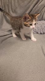 Kittens, Dieren en Toebehoren, Katten en Kittens | Raskatten | Langhaar