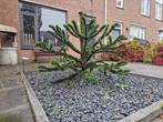Mooie apenboom - zelf eruit halen, Tuin en Terras, Planten | Bomen, Ophalen, Halfschaduw, Overige soorten, 100 tot 250 cm