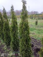 Opruiming coniferen Thuja smaragd 100-125 125-150cm planten, Ophalen of Verzenden, Conifeer, Struik, 100 tot 250 cm