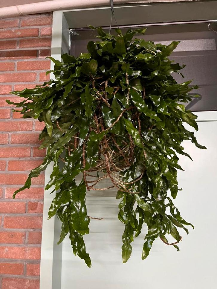Microgramma ‘Monkey Hill’, Huis en Inrichting, Kamerplanten, Minder dan 100 cm, Halfschaduw, Ophalen of Verzenden