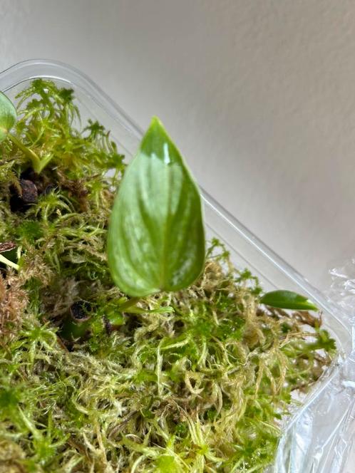 Philodendron mamei, gewortelde wetstick met blad en uitloper, Huis en Inrichting, Kamerplanten, Overige soorten, Minder dan 100 cm