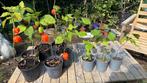 De laatste vaste, winterharde tuinplantjes., Tuin en Terras, Ophalen, Overige soorten, Volle zon