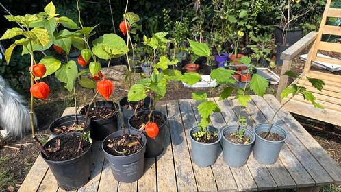 De laatste vaste, winterharde tuinplantjes., Tuin en Terras, Planten | Tuinplanten, Overige soorten, Volle zon, Ophalen