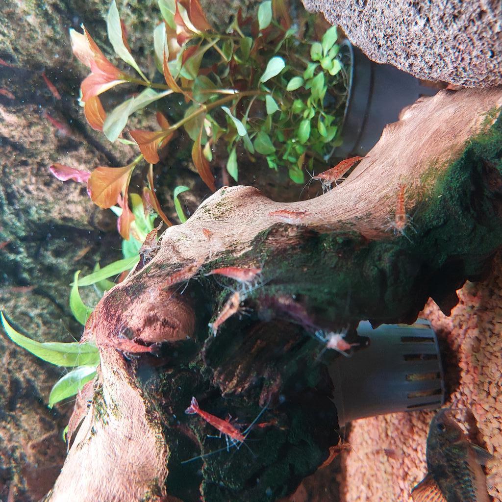 Vuurgarnalen, Dieren en Toebehoren, Vissen | Aquariumvissen, Kreeft, Krab of Garnaal, Zoetwatervis
