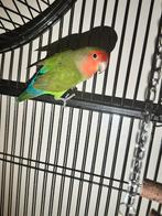 Agapornis (kiwi), Dieren en Toebehoren, Vogels | Parkieten en Papegaaien, Geslacht onbekend, Dwergpapegaai of Agapornis