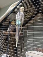 Valkparkieten, Meerdere dieren, Parkiet